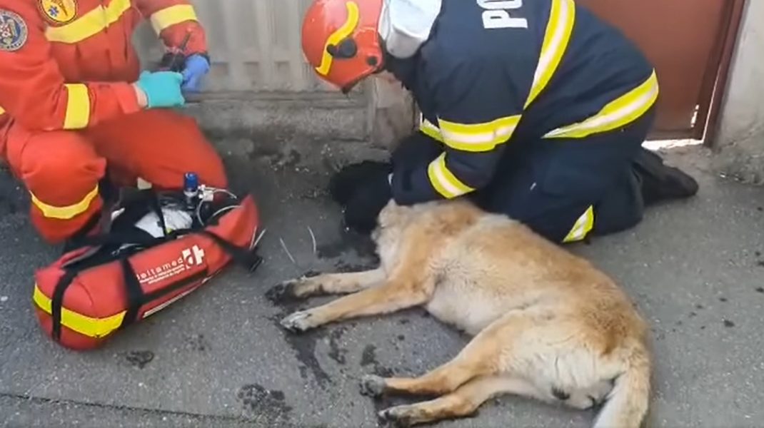 câine salvat din incendiu de pompier isu bucuresti și SMURD