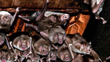 STUDIU. Animalele afectate de schimbările climatice pot provoca viitoare pandemii