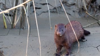 O versiune COVID, întâlnită la nurci, s-a transmis pentru prima dată la oameni