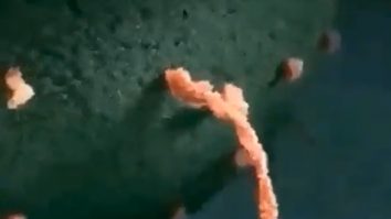 A fost descoperit un organism care explică originea întregii vieți complexe de pe Pământ