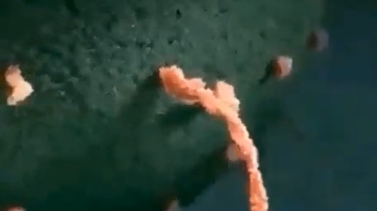 A fost descoperit un organism care explică originea întregii vieți complexe de pe Pământ