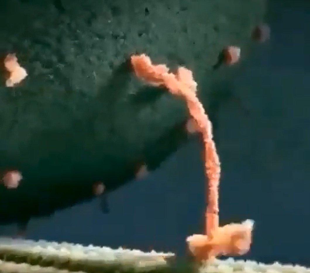 A fost descoperit un organism care explică originea întregii vieți complexe de pe Pământ