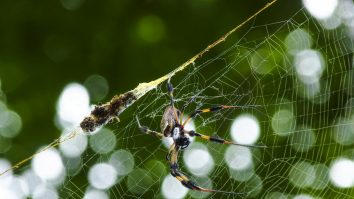 O specie de păianjeni masculi a găsit o cale pentru a nu mai fi devorați de femele după împerechere