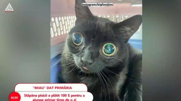 Pisica Jinx a ajuns primar în orașul Hell