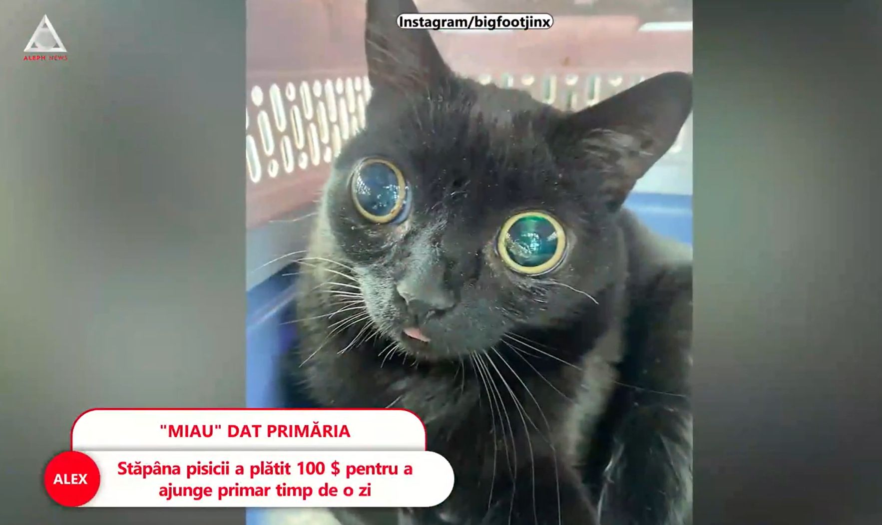 VIDEO. Alertă în Iad. O pisică a ajuns primar pentru o zi în orașul Hell din SUA