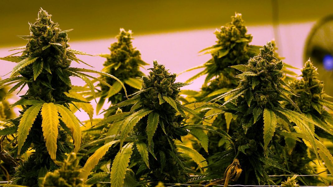 cannabis