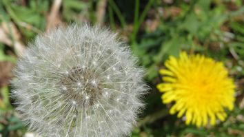 Păpădia inspiră oamenii de știință. Sistemul inovator poate ajuta și în agricultură pentru a trimite senzori