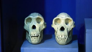 ADDIS ABABA, ETHIOPIA - MAY 18: A view of fossilized remains on display at National Museum of Ethiopia in Addis Ababa, Ethiopia on May 18, 2022. The museum has opened its doors to visitors for free on the International Museum Day. The museum has long been known as the home of three of the world's oldest and most famous hominid fossils, Lucy, Ardi and Selam. Minasse Wondimu Hailu / Anadolu Agency/ABACAPRESS.COM