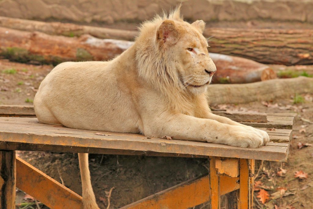 Leu la Gradina Zoologica din Nyiregyhaza, Ungaria. COSMIN DAN / MEDIAFAX FOTO.