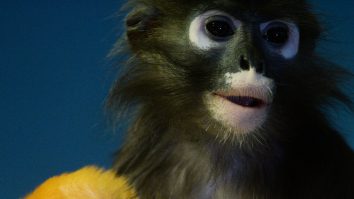 Ce este variola maimuței și ce înseamnă ea pentru oameni? Au apărut tot mai multe cazuri în Europa