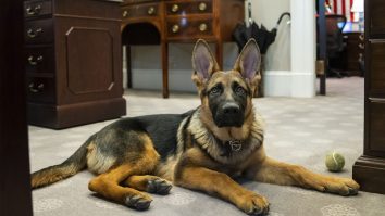 STUDIU. Rasa câinelui nu determină comportamentul acestuia