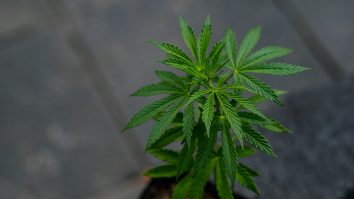 Persoanele care au consumat cannabis în scopuri medicinale sunt urmărite penal
