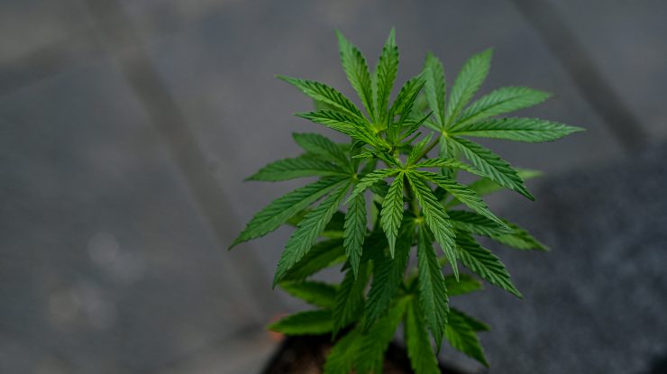 Persoanele care au consumat cannabis în scopuri medicinale sunt urmărite penal
