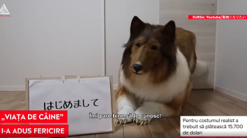 Un japonez a plătit o avere ca să arate ca un Border Collie