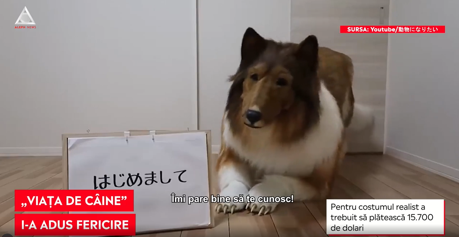 Un japonez a plătit o avere ca să arate ca un Border Collie