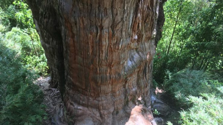 Cel mai bătrân copac din lume, în vârstă de 5.484 de ani, s-ar putea afla în Chile