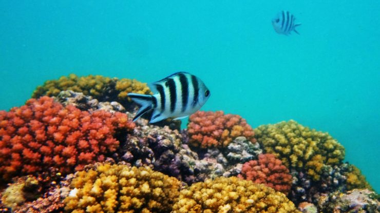 Coralii sunt afectați din nou de criza climatică. Marea Barieră de Corali suferă de albire în masă