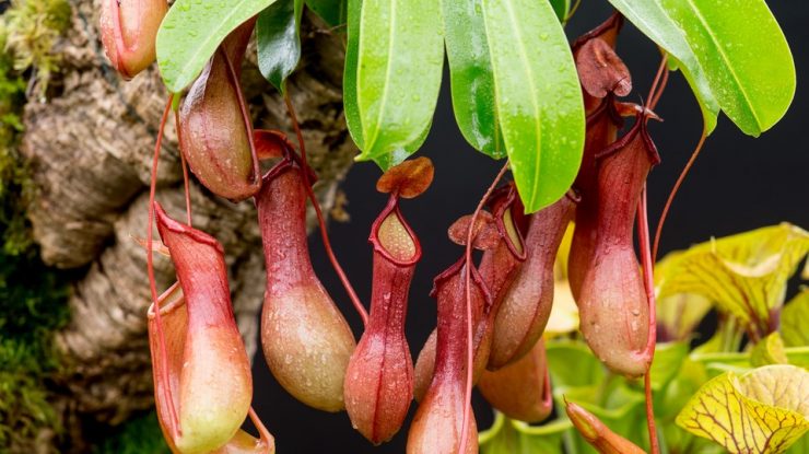 Nepenthes, planta rară în formă de falus și protejată de lege, poate fi afectată de selfie-urile curioșilor