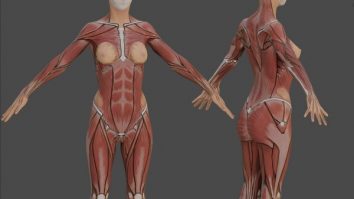 Un nou model 3D al anatomiei feminine ajută la înțelegerea prejudecăților masculine în învățământul medical
