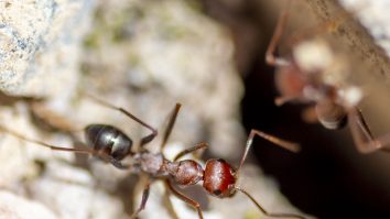 Furnicile pot depista cancerul după miros, prin antrenamente de laborator, spun cercetătorii