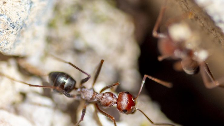 Periculoasă pentru oameni și animale, ce este „furnica electrică” descoperită pentru prima dată în Franța