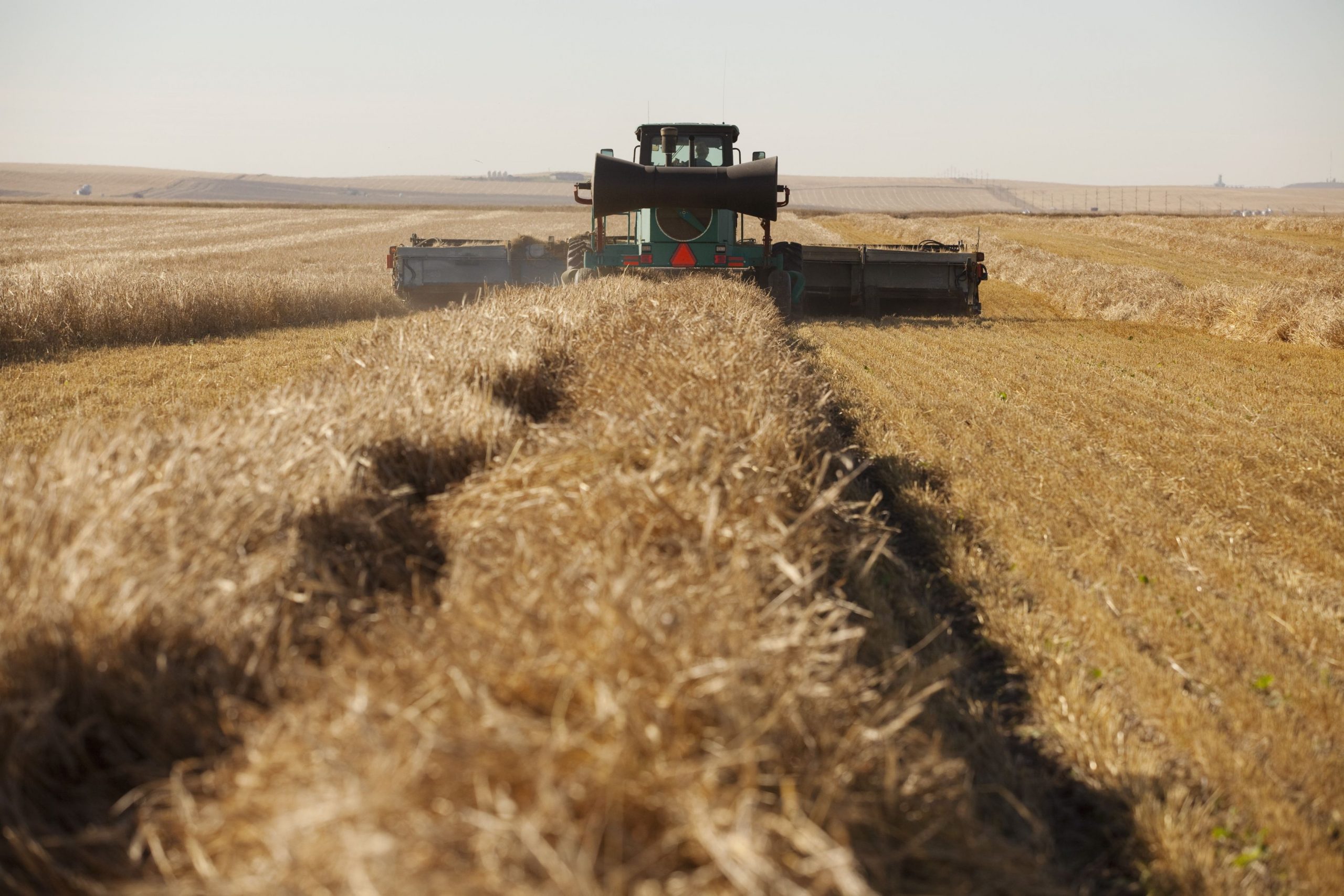 Analiză. Interdicțiile de export de alimente, din India până în Argentina, riscă să alimenteze inflația