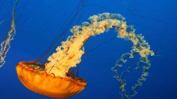 Cercetătorii au creat un robot subacvatic pentru a căuta și a distruge meduzele