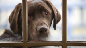Un labrador își așteaptă stăpânul în spatele unui geam