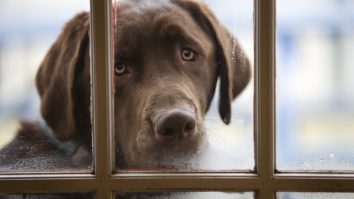 Un labrador își așteaptă stăpânul în spatele unui geam