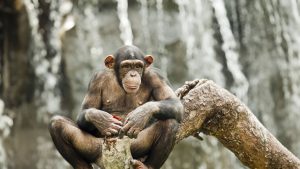 Un cimpanzeu stă pe o creangă la Zoo, în China