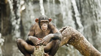 Un cimpanzeu stă pe o creangă la Zoo, în China