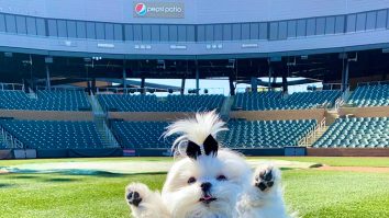 Concurs internațional de frumusețe canină la Cluj