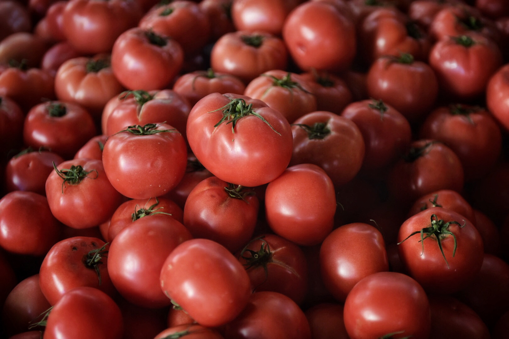 Roșiile modificate genetic ar putea fi o nouă sursă de vitamina D