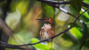 Concursurile de păsări cântătoare sunt o distracție populară în Indonezia