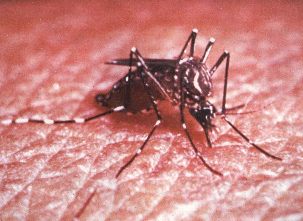 Țânțarii răspândesc virusul Zika