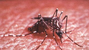 Țânțarii răspândesc virusul Zika