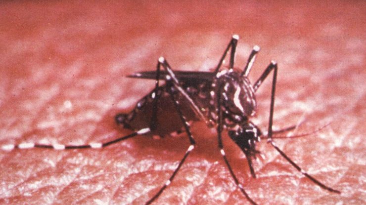 Țânțarii răspândesc virusul Zika