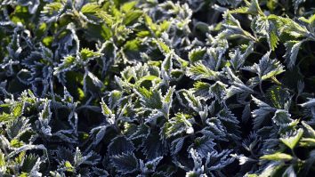 STUDIU. De ar trebui ca urzicile să primească o mai mare atenție