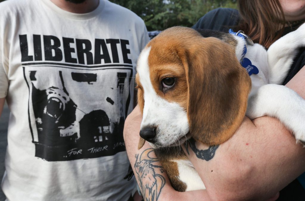 Un pui de beagle este salvat de cei care protestează împotriva testării pe animale