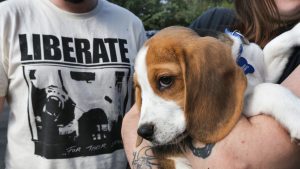 Un pui de beagle este salvat de cei care protestează împotriva testării pe animale