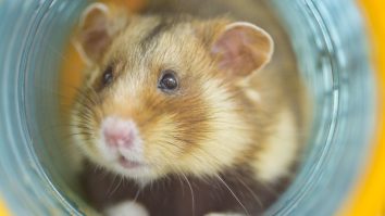 Pacienții cu variola maimuței ar trebui să evite contactul cu rozătoarele