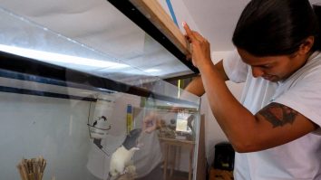 STUDIU. Hamsterii folosiți pentru un experiment au devenit psihopați, în loc de sociabili