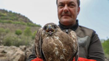 SUA se confruntă cu o epidemie de gripă aviară la vulturi