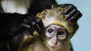 Variola maimuței a înregistrat 2 noi cazuri în Londra