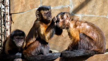 Marea Britanie raportează 7 cazuri de infectare cu variola maimuțelor