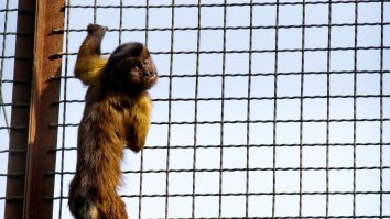 Variola maimuţei. Avem motive de îngrijorare? Precizările RO Vaccinare