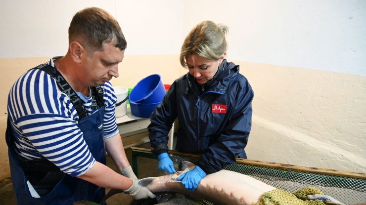 STUDIU. Peștii de pe coasta Floridei, îmbibați cu medicamente