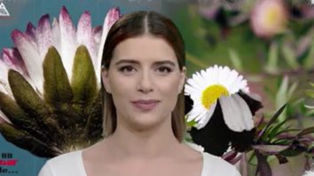 Un vârft de… Margaretă