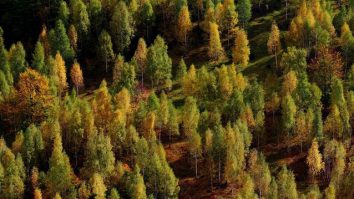 Ce faci când rămâi fără păduri care să te răcorească? Soluția Olandei: Plimbi copacii în ghivece prin orașe