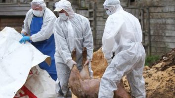 Alarmă de pestă porcină africană în centrul Italiei. Picnicuri interzise în nordul Romei